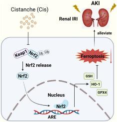 Cistanche attenuates acute kidney injury by inhibiting ferroptosis through the disruption of Keap1-Nrf2 interaction