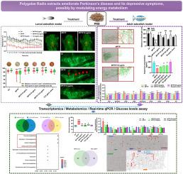 Polygalae Radix extracts show anti-Parkinson's disease effects and reduce depression-like symptoms by modulating energy metabolism