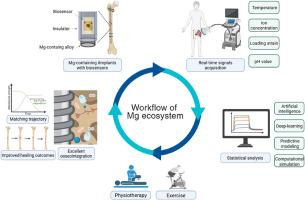 Magnesium-containing implants enhance bone healing: A mechanobiological perspective