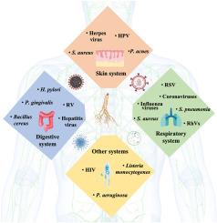 Ginseng as promising natural medicine against infectious diseases: Therapeutic targets and potential mechanisms