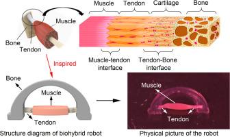 3D printing of high-efficiency biomimetic tendon connection structure for biohybrid robots