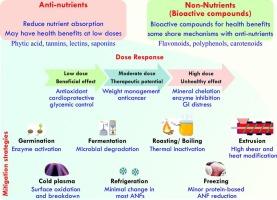 Anti-nutritional factors: Nutrient interactions, processing interventions, and health aspects