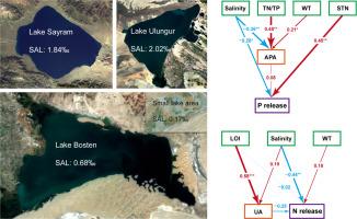 An enzymatic mechanism on sediment N and P release in arid-region lakes under various saline conditions