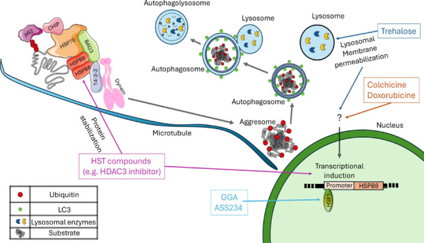 Small heat shock protein B8: from cell functions to its involvement in diseases and potential therapeutic applications.