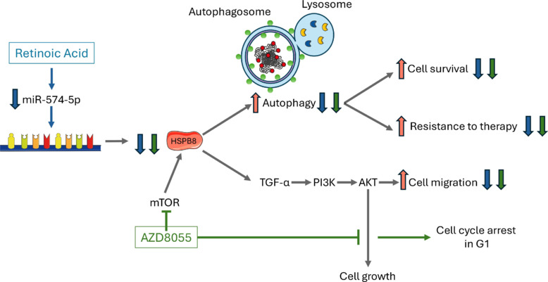 Small heat shock protein B8: from cell functions to its involvement in diseases and potential therapeutic applications.