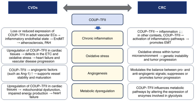 Role of COUP‑TFII in cardiovascular diseases and colorectal cancer: Insights into the molecular mechanisms and clinical relevance (Review).