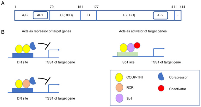 Role of COUP‑TFII in cardiovascular diseases and colorectal cancer: Insights into the molecular mechanisms and clinical relevance (Review).