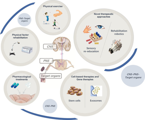 Multilevel analysis of the central-peripheral-target organ pathway: contributing to recovery after peripheral nerve injury.