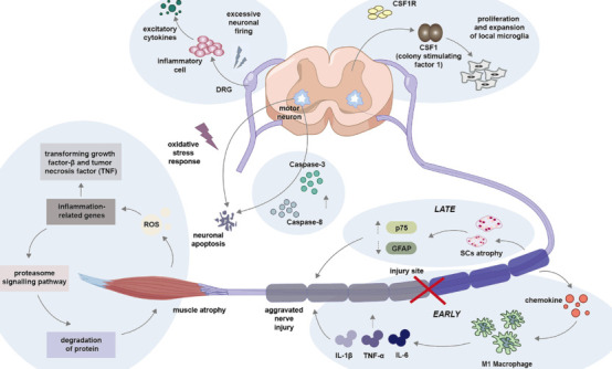 Multilevel analysis of the central-peripheral-target organ pathway: contributing to recovery after peripheral nerve injury.