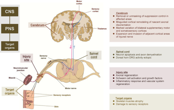 Multilevel analysis of the central-peripheral-target organ pathway: contributing to recovery after peripheral nerve injury.