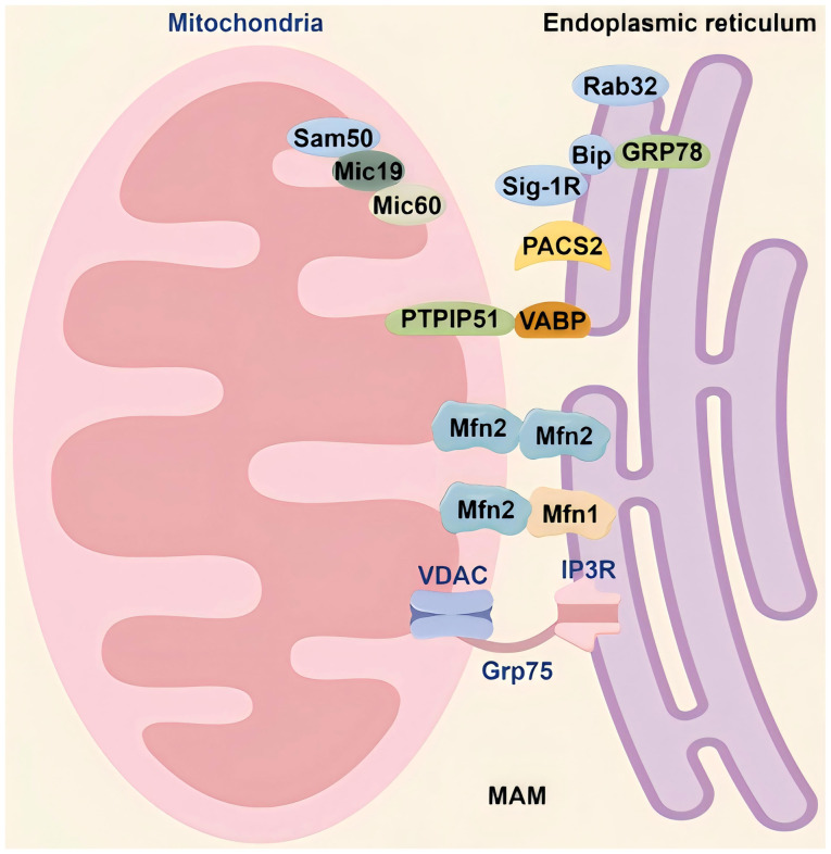 Mitochondrial‑endoplasmic reticulum crosstalk: Molecular mechanisms and implications for cardiovascular disease (Review).