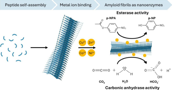 Beyond neurodegeneration: engineering amyloids for biocatalysis.