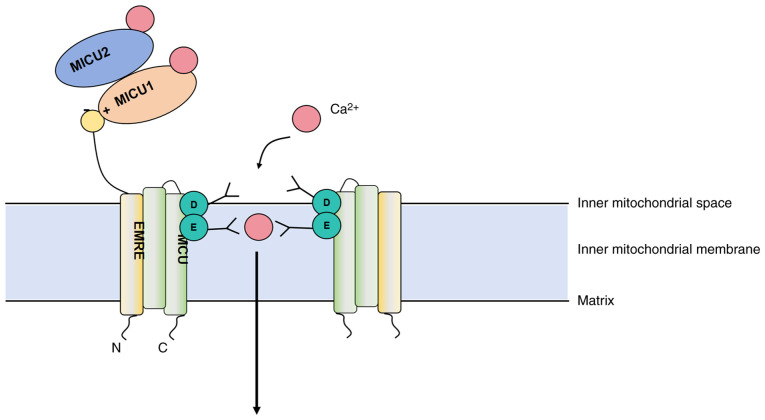 Role of mitochondrial Ca<sup>2+</sup> in stroke: From molecular mechanism to treatment strategy (Review).