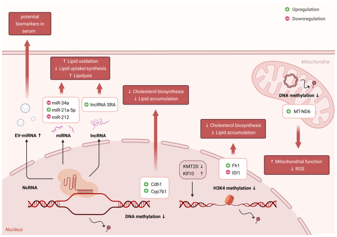 Protective effect of exercise on metabolic dysfunction‑associated fatty liver disease: Potential epigenetic mechanisms (Review).