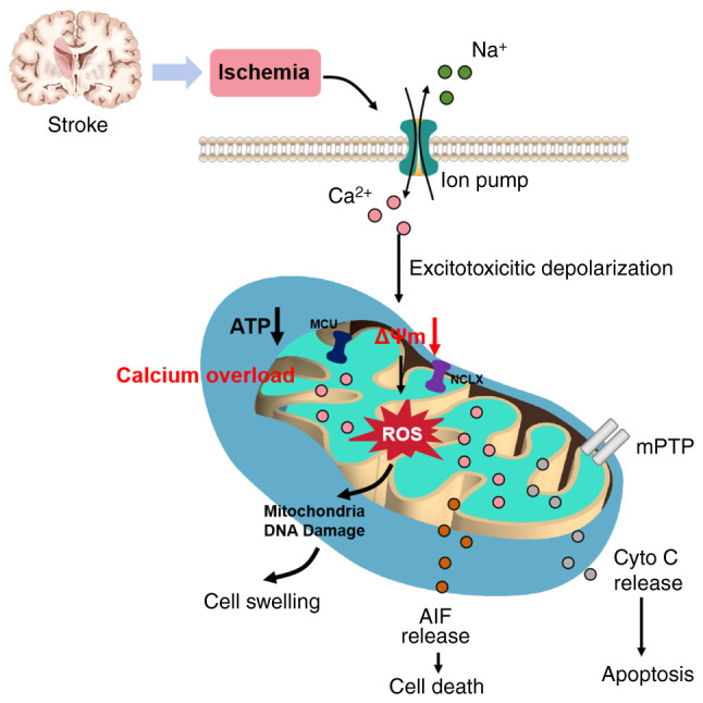 Role of mitochondrial Ca<sup>2+</sup> in stroke: From molecular mechanism to treatment strategy (Review).