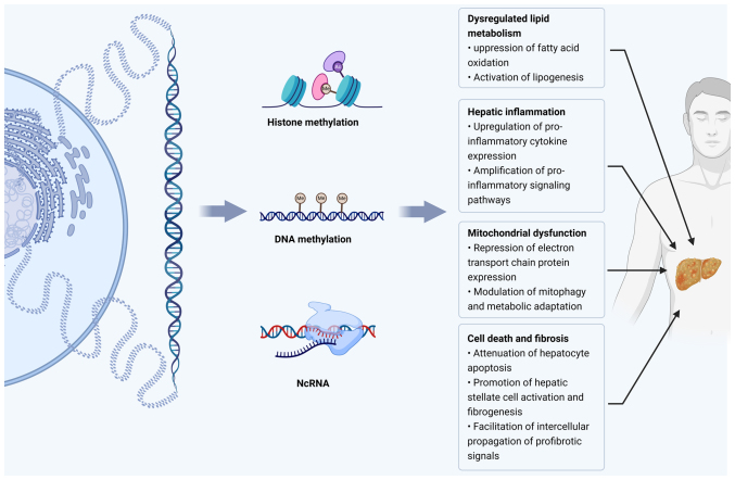 Protective effect of exercise on metabolic dysfunction‑associated fatty liver disease: Potential epigenetic mechanisms (Review).