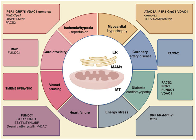 Mitochondrial‑endoplasmic reticulum crosstalk: Molecular mechanisms and implications for cardiovascular disease (Review).