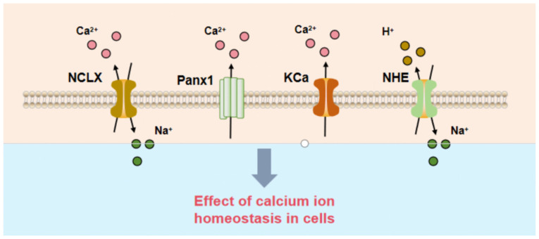 Role of mitochondrial Ca<sup>2+</sup> in stroke: From molecular mechanism to treatment strategy (Review).