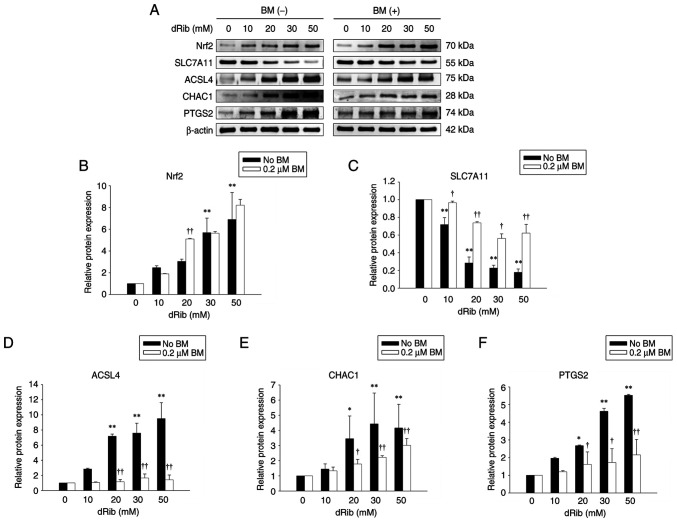 Bardoxolone methyl inhibits ferroptosis through the Keap1‑Nrf2 pathway in renal tubular epithelial cells.