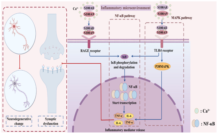 Mechanism of action and therapeutic potential of S100A8/A9 in neuroinflammation and cognitive impairment: From molecular target to clinical application (Review).