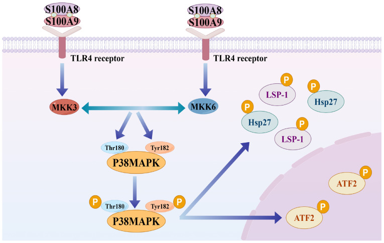 Mechanism of action and therapeutic potential of S100A8/A9 in neuroinflammation and cognitive impairment: From molecular target to clinical application (Review).