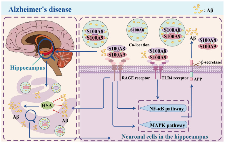 Mechanism of action and therapeutic potential of S100A8/A9 in neuroinflammation and cognitive impairment: From molecular target to clinical application (Review).