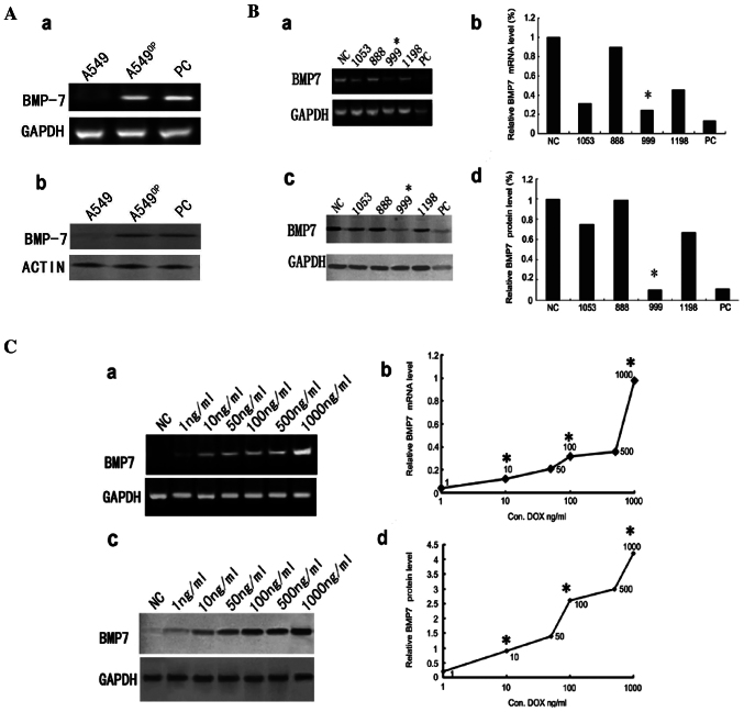 [Corrigendum] Μolecular impact of bone morphogenetic protein 7, on lung cancer cells and its clinical significance.