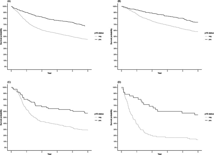 Prognostic impact of p16 and high-risk HPV DNA in ~1300 patients with vulvar cancer.