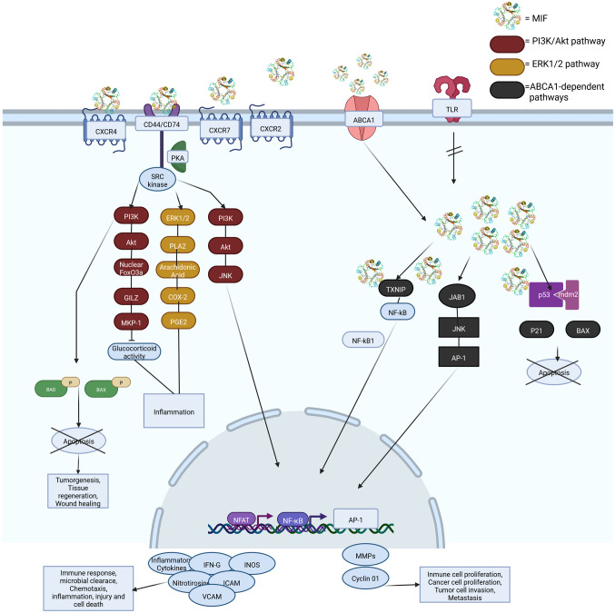 Macrophage migration inhibitory factor: Exploring physiological roles and comparing health benefits against oncogenic and autoimmune risks (Review).