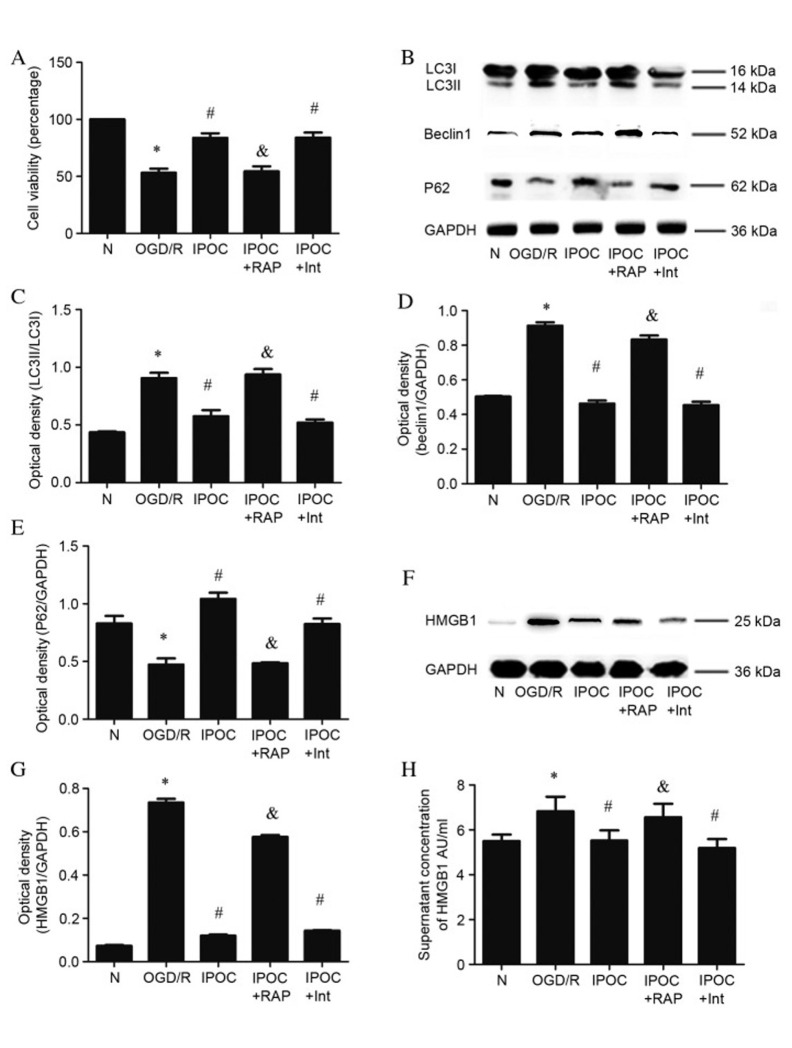 [Corrigendum] Cerebral ischemic post‑conditioning induces autophagy inhibition and a HMGB1 secretion attenuation feedback loop to protect against ischemia reperfusion injury in an oxygen glucose deprivation cellular model.