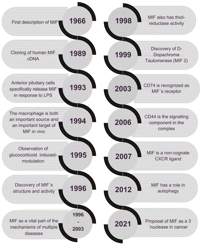Macrophage migration inhibitory factor: Exploring physiological roles and comparing health benefits against oncogenic and autoimmune risks (Review).