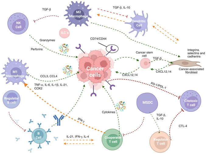 Macrophage migration inhibitory factor: Exploring physiological roles and comparing health benefits against oncogenic and autoimmune risks (Review).