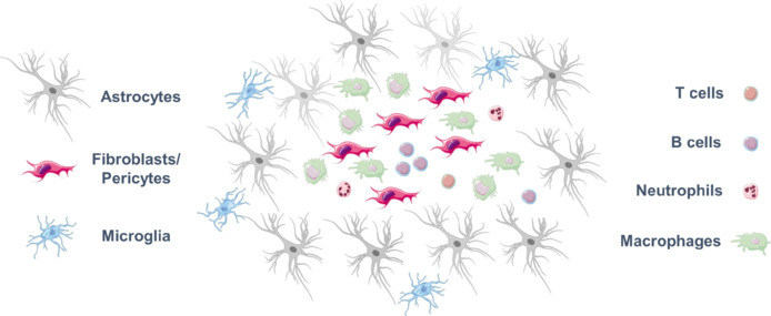 Brain scarring in infants: immunological insights from a neonatal hypoxic-ischemic encephalopathy model.