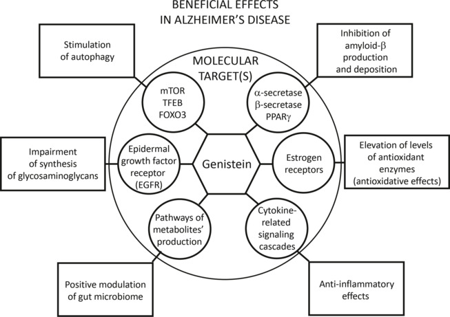 Genistein: a possible solution for the treatment of Alzheimer's disease.