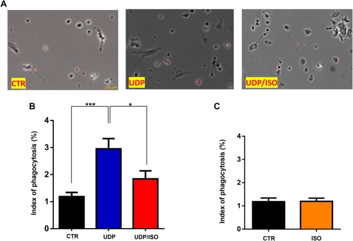 Adrenergic Control of P2Y6 Receptor-Dependent Phagocytosis in Rodent and Human Microglia.