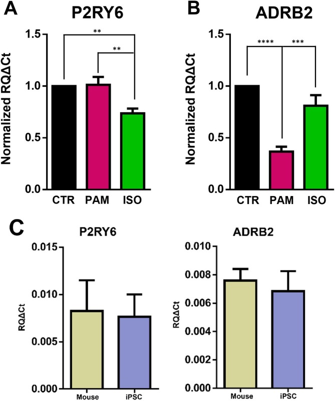 Adrenergic Control of P2Y6 Receptor-Dependent Phagocytosis in Rodent and Human Microglia.