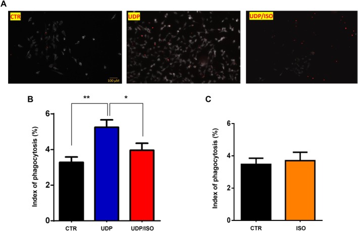 Adrenergic Control of P2Y6 Receptor-Dependent Phagocytosis in Rodent and Human Microglia.
