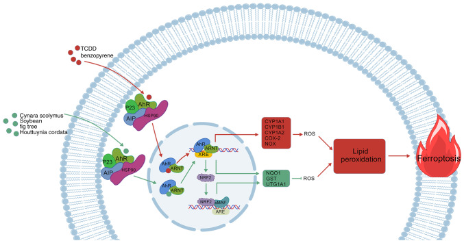 Potential role of AhR in ischemia‑reperfusion injury and cancers: Focus on ferroptosis and lipid peroxidation signaling pathways (Review).