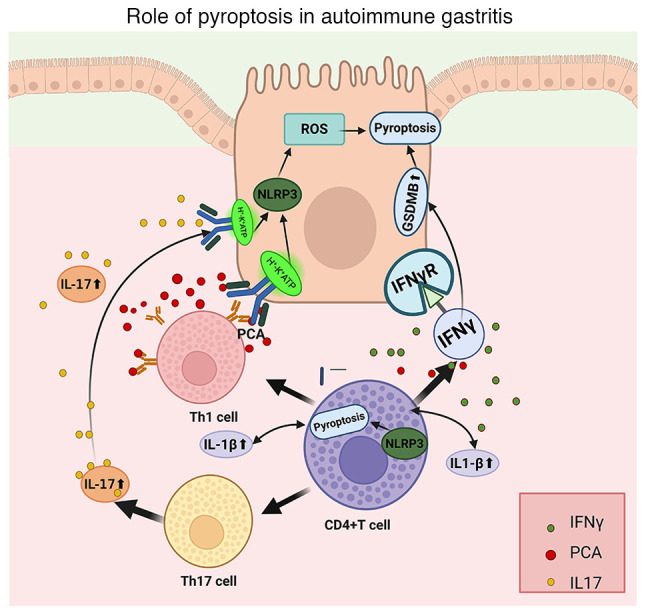 Pyroptosis in gastric mucosal injury‑related diseases (Review).