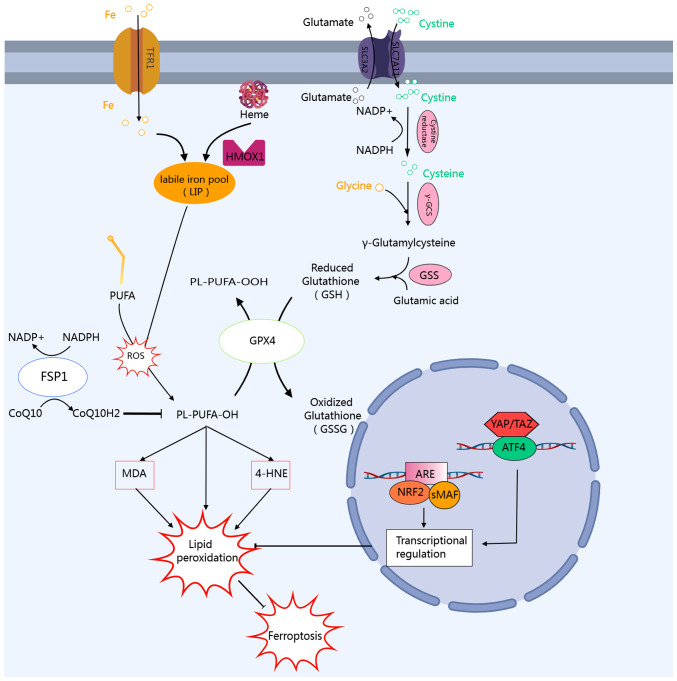 Potential role of AhR in ischemia‑reperfusion injury and cancers: Focus on ferroptosis and lipid peroxidation signaling pathways (Review).