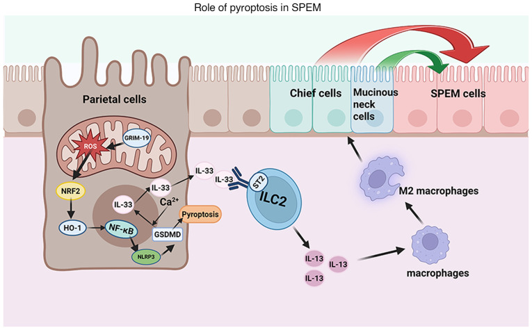 Pyroptosis in gastric mucosal injury‑related diseases (Review).