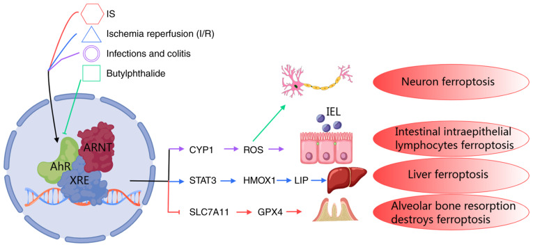 Potential role of AhR in ischemia‑reperfusion injury and cancers: Focus on ferroptosis and lipid peroxidation signaling pathways (Review).