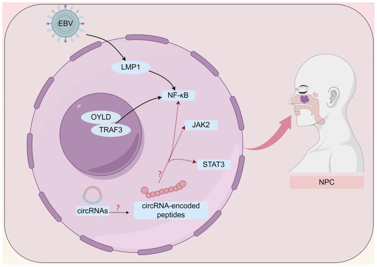 Functional mechanisms of circular RNA‑encoded peptides and future research strategies and directions in nasopharyngeal carcinoma (Review).