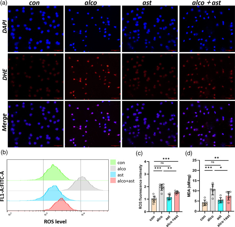 Astaxanthin reverses neurodevelopmental impairment by decreasing oxidative stress-induced disruption of Maf/Bcl2 signaling in prenatal alcohol exposure.
