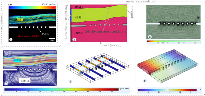 Innovative microfluidic model for investigating the intestinal mucus barrier: numerical and experimental perspectives.