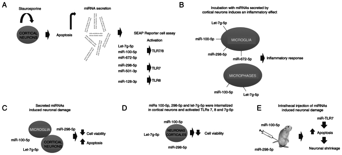 Activation of toll‑like receptors by non‑coding RNAs and their fragments (Review).