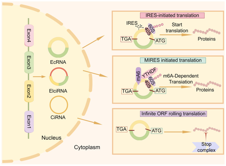 Functional mechanisms of circular RNA‑encoded peptides and future research strategies and directions in nasopharyngeal carcinoma (Review).