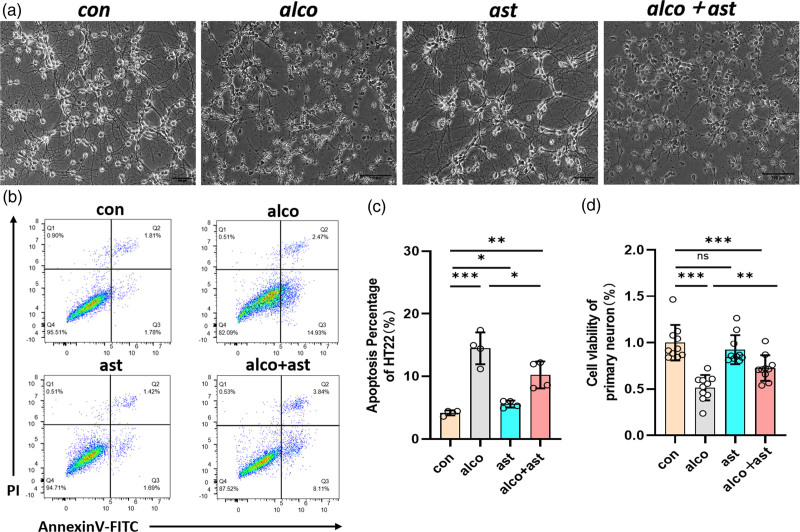 Astaxanthin reverses neurodevelopmental impairment by decreasing oxidative stress-induced disruption of Maf/Bcl2 signaling in prenatal alcohol exposure.
