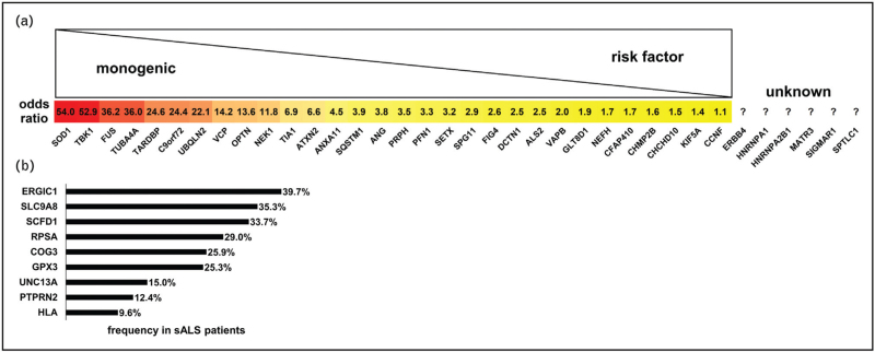 Genetics of ALS - genes and modifier.