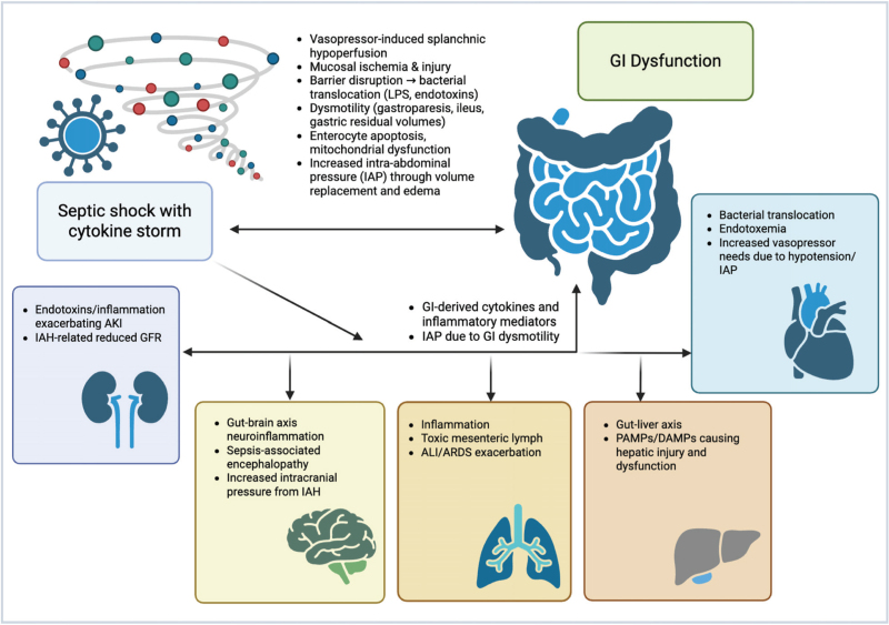 Gastrointestinal function and nutritional interventions in septic shock.